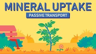 Plant Nutrition Mineral Absorption  Part 1 [upl. by Dobrinsky]