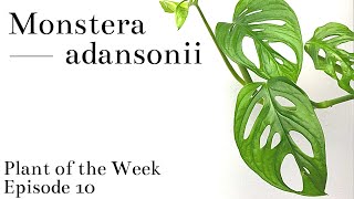 How To Care For Monstera adansonii  Plant Of The Week Ep 10 [upl. by Enaid]