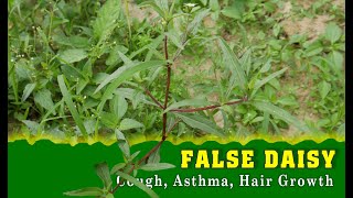 When It Comes to Health Benefits FALSE DAISY is Right Here  TOP 10 Indian Herbs [upl. by Coonan]