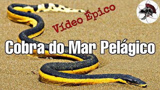 Cobra do Mar Pelágico  Biólogo Henrique o Biólogo das Cobras [upl. by Kciredor164]