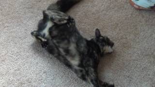 My cat having a seizure [upl. by Maryellen]