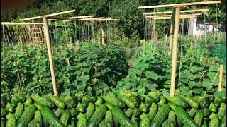 OGÓRKI ROSNĄ JAK SZALONE  CUCUMBERS GROW LIKE CRAZY [upl. by Annaya377]