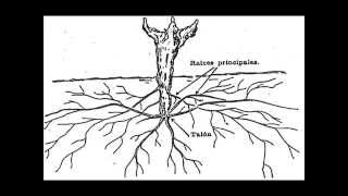 Morfología de la Vid Vitis Vinifera L [upl. by Agustin831]