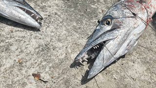 Catching Barracuda Fish  Handline Fishing In Jamaica [upl. by Leavitt]