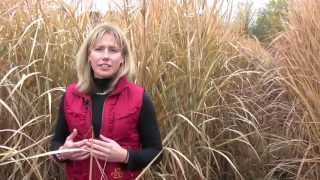 Growing Miscanthus A Crop With Potential Part 1 [upl. by Nnhoj]