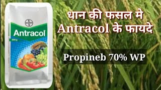 Bayer Antracol Fungicide  धान की फसल मे Antracol के फायदे [upl. by Lorimer]