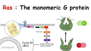 Ras The monomeric G protein [upl. by Aihtniroc]