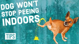 7 Quick Tips for TOILET TRAINING a Puppy or Dog [upl. by Avan69]