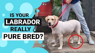 How to Identify a Pure Bred Labrador [upl. by Walli]