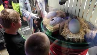 Dinosaur egg hatches at Jurassic Park Universal Studios [upl. by Ddot]