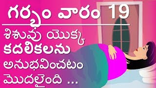 Pregnancy  Telugu  Week 19  గర్భం  వారం 19 [upl. by Lenneuq]