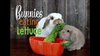 Bunnies Eating Lettuce [upl. by Adachi524]