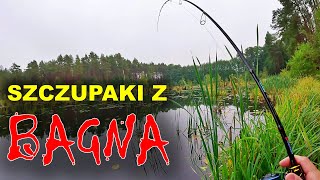 ŁOWIĘ NA NIESAMOWITYCH BAGNACH  Takich RYB się nie SPODZIEWAŁEM  Szczupaki z zarośli [upl. by Klos]