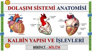 1Dolaşım Sistemi Anatomisi  Kalbin Odacıkları  Kapakçıkları  Uyarı ve İleti Sistemi Konuanlatımı [upl. by Eecram]