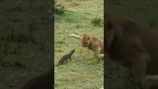 The mongoose attacks the lions with courage mongoose lions [upl. by Hedberg822]