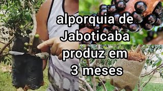 Alporquia de Jaboticaba produz em 3 meses [upl. by Emily]