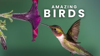 The Most Colorful Birds in 4K  Stunning Birds from Around the World [upl. by Einama]