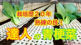 チンゲン菜の栽培 種まき・定植・灌水・病害虫対策・収穫 タネのハシモト [upl. by Tay551]