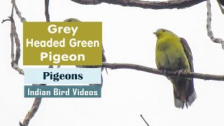 Grey Fronted Green Pigeon Treron affinis indianbirds birds pigeon [upl. by Llerrem379]