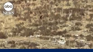 ‘Bigfoot’ sighting in Colorado  WNN [upl. by Eeldivad]