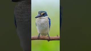 Collared Kingfisher Catch fish shotsvideo birds birdwatching nature amazingbirds canonr7 [upl. by Cote]