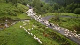 Transhumance Campan Tourmalet 2014 [upl. by Terzas720]