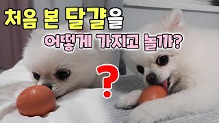 먹는방법은 아니 처음으로 삶은달걀 하나를 통째로 다줘봤어요  디바제니 [upl. by Tace]