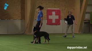 Qualification  Malin Karlberg  Mitchens RakooWorking Kelpie  Sweden [upl. by Enelyam]