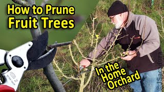 Pruning Fruit Trees in the Home Orchard  A step by step video guide [upl. by Nylek]