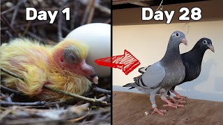 Baby Pigeons Growing  Four Weeks Day by Day [upl. by Blanche]