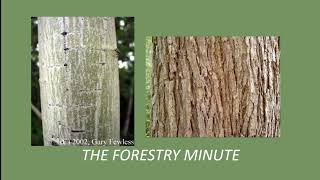 How to identify trees by their bark  The Forestry Minute [upl. by Atnomed]