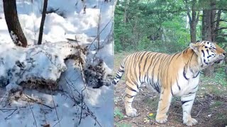 Amur tiger Odyr killed an impressively sized male Ussuri brown bear 2022 [upl. by Zeiger]