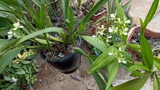 Prosthechea radiata e Prosthechea vespa cultivo [upl. by Balmuth833]