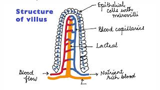 HUMAN PHYSIOLOGY DIGESTION AND ABSORPTION VILLI MICROVILLI AND STRUCTURE OF VILLUS ISCCBSE 11 [upl. by Akirdnwahs546]