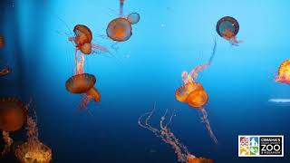 West Coast Sea Nettle Cam  Omahas Henry Doorly Zoo and Aquarium [upl. by Nappy]