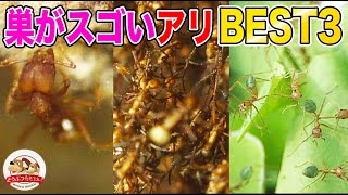 【ランキング】巣がスゴ過ぎるアリBEST３！農業をするアリからジャングルの危険生物まで【どうぶつ奇想天外／WAKUWAKU】 [upl. by Samy]