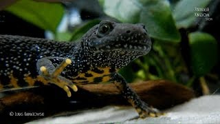 Great Crested Newt Triturus cristatus  Guest from the wild  Animalia Kingdom Show [upl. by Ailla]