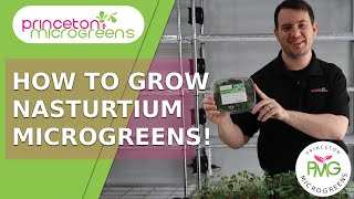 How to grow Nasturtium Microgreens [upl. by Odoric197]