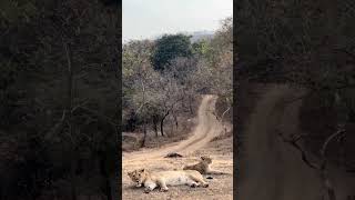 Gir National park 🦁🦁 sasan gir forest safari park 🦁🦁 Asiatic lion gir [upl. by Etennaej]