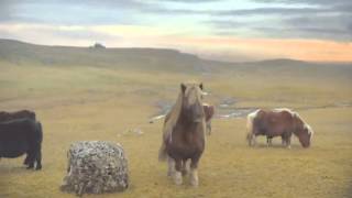 The Pony  Moonwalking Shetland Pony The Advert Sequel PARODY [upl. by Idnak]