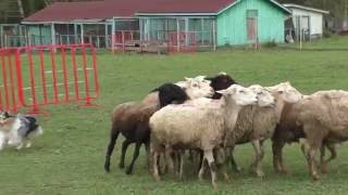 Shetland Sheepdog HIPHOP KLIMSVEVIK herding sheep [upl. by Kassandra]