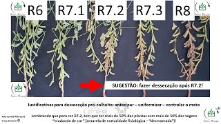 Dessecação da soja para colheita Quando e por que fazer [upl. by Rolyab940]