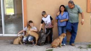 Bravo Kennel presents quotAre Presa Canarios Good with childrenquot Part 12 [upl. by Retsehc226]