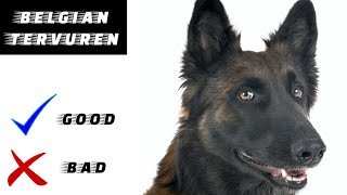 Belgian Tervuren Pros And Cons  The Good And The Bad [upl. by Llednohs677]