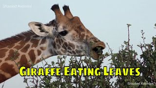 Giraffe Eating Leaves  Tsavo East [upl. by Ungley]