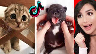 Cute Animals on Tik Tok That Will Make You Laugh [upl. by Sikorski]