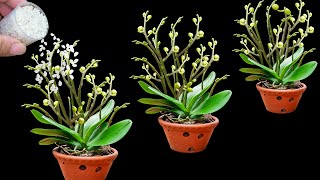 Magical trick to help orchids grow 100 branches and bloom all year round [upl. by Gates578]