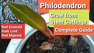 Philodendron  Grow from Stem Cutting  Red Emerald Dark Lord amp Red Majesty [upl. by Artemus26]