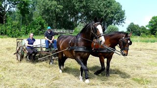 Gras oogst zo als het 60 jaar geleden ging met 2 Groninger paarden [upl. by Seely]