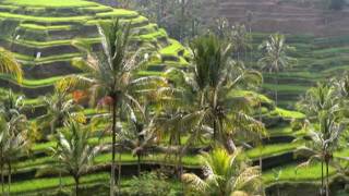 Growing rice in Indonesia [upl. by Aronael]